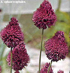 Allium sphaerocephalon