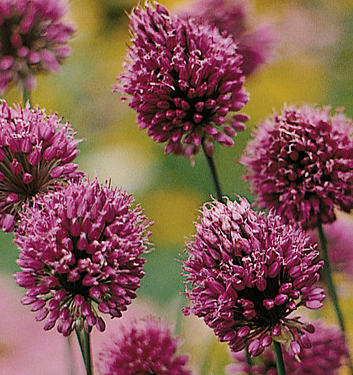 Allium sphaerocephalon