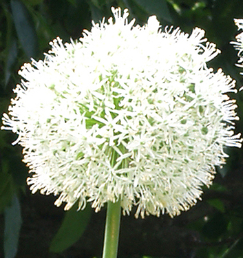 Allium stipitatum MOUNT EVEREST