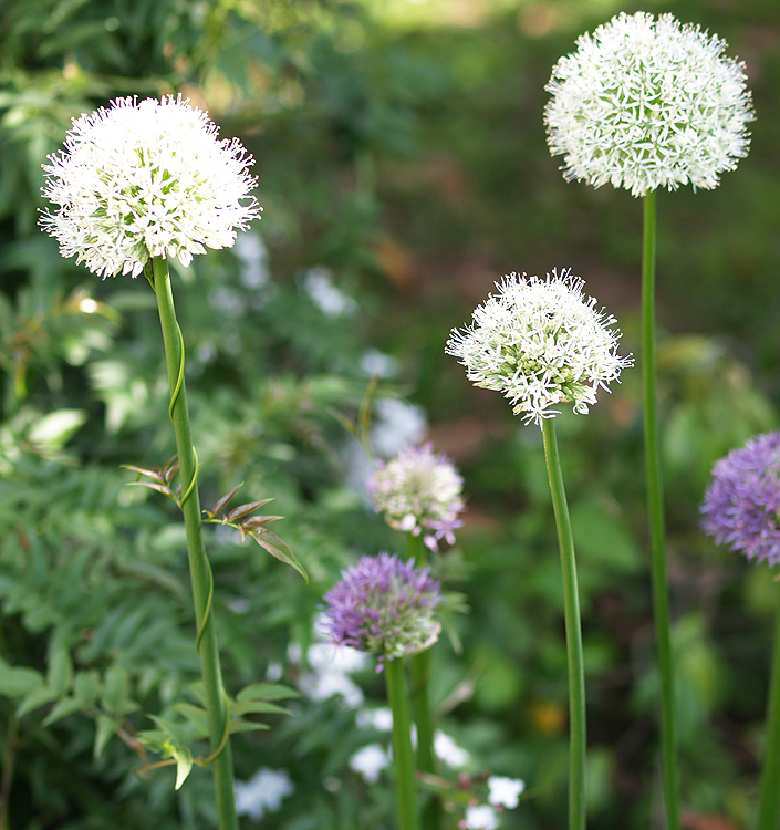 Allium stipitatum MOUNT EVEREST