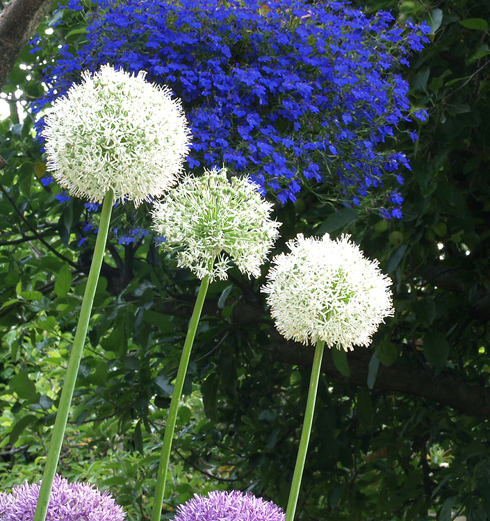 Allium stipitatum MOUNT EVEREST