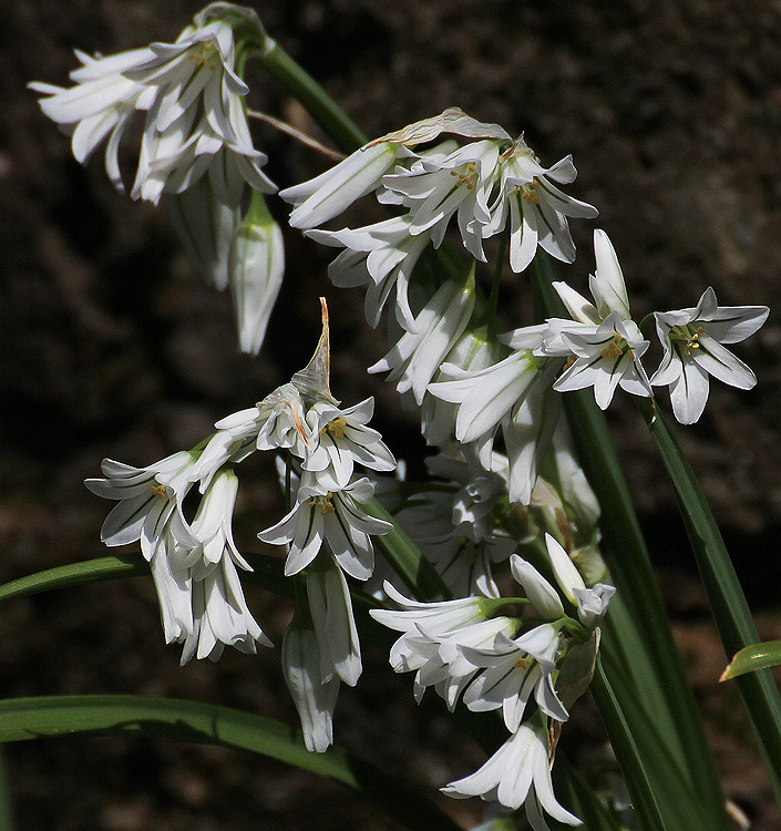 Allium triquetrum