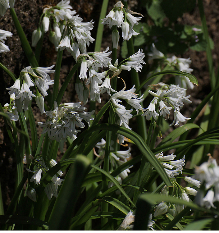 Allium triquetrum
