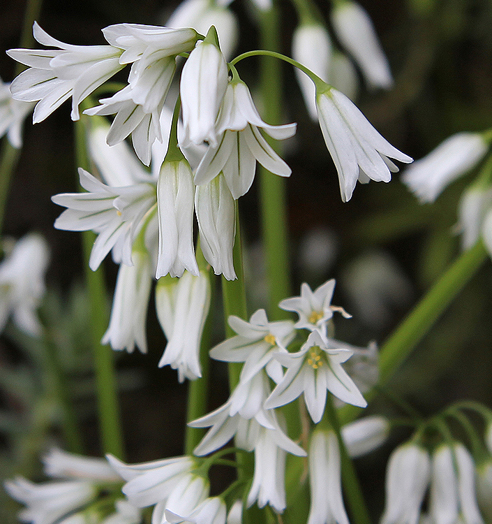 Allium triquetrum