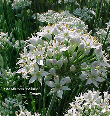 Allium tuberosum