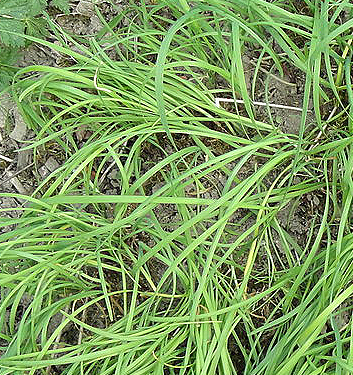 Allium tuberosum