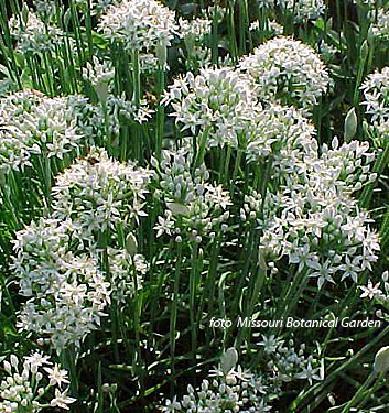 Allium tuberosum