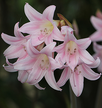 Amaryllis belladonna