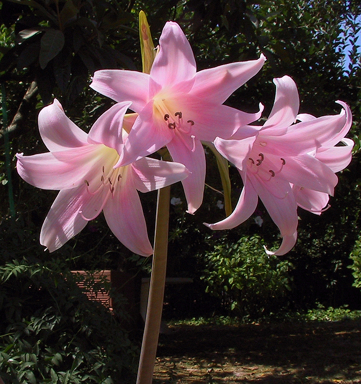 Amaryllis belladonna