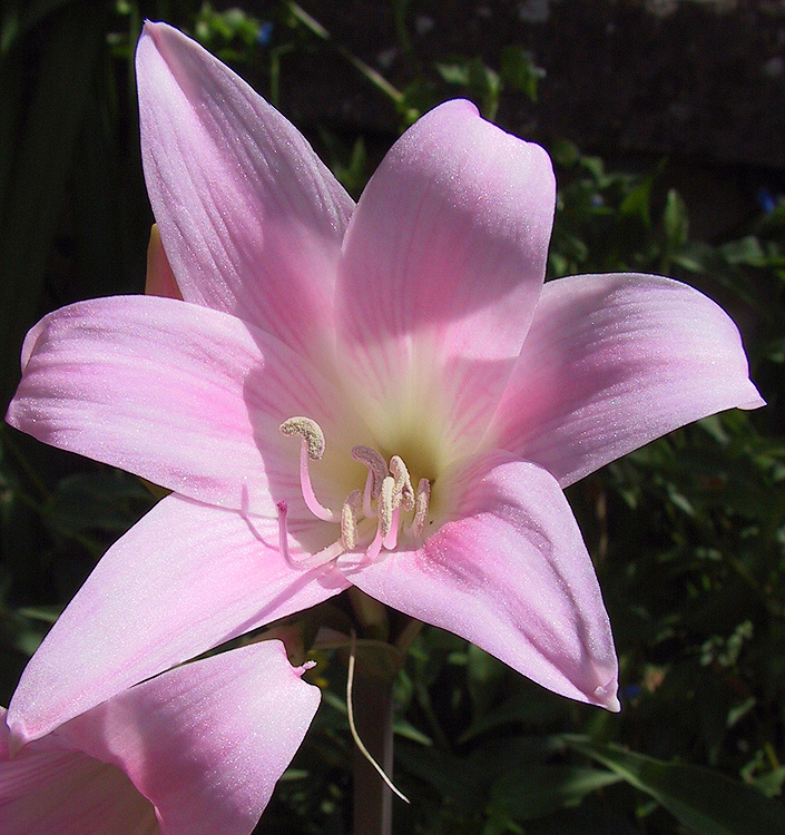 Amaryllis belladonna