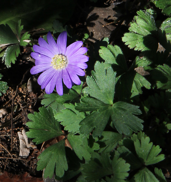 Anemone blanda BLUE SHADES
