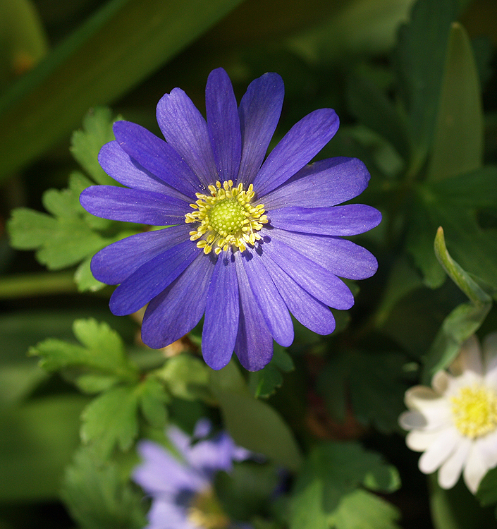 Anemone blanda BLUE SHADES