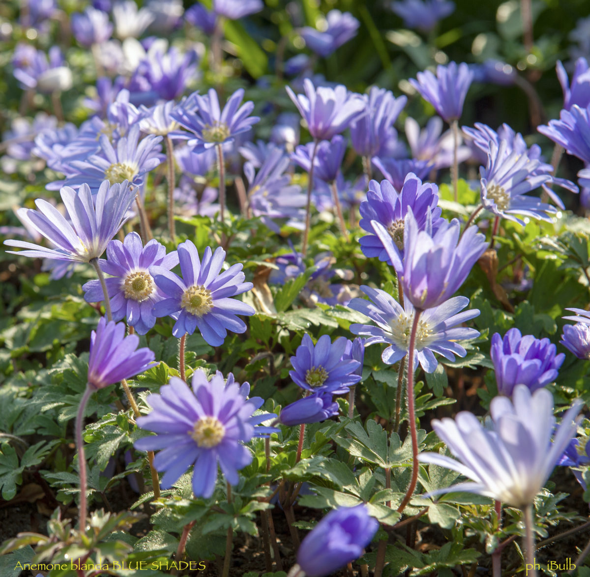 Anemone blanda BLUE SHADES