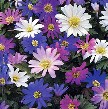 Anemone blanda mix IDEAL