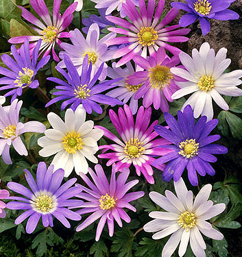 Anemone blanda mix IDEAL