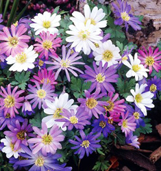 Anemone blanda mix IDEAL