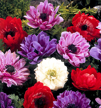 Anemone coronaria ST BRIGID (in miscuglio)
