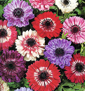 Anemone coronaria ST BRIGID (in miscuglio)
