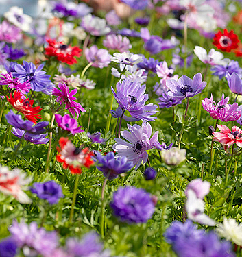 Anemone coronaria ST BRIGID (in miscuglio)