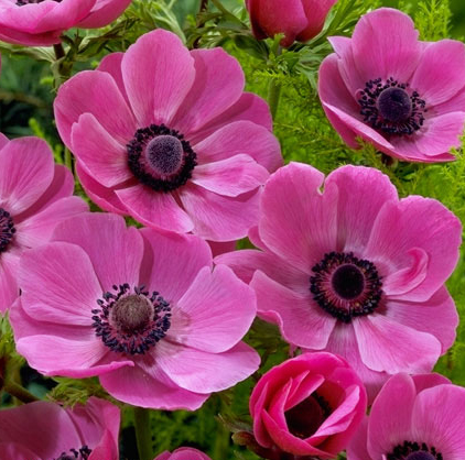 Anemone coronaria SYLPHIDE