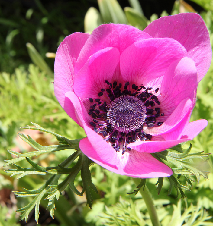 Anemone coronaria SYLPHIDE