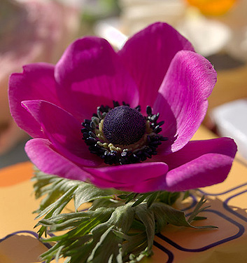 Anemone coronaria SYLPHIDE