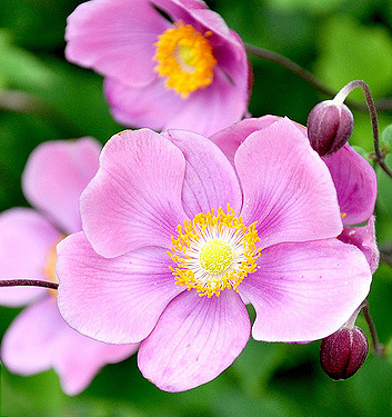 Anemone (giapponese) hupehensis SEPTEMBER CHARM