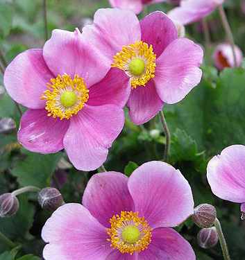 Anemone (giapponese) hupehensis SEPTEMBER CHARM
