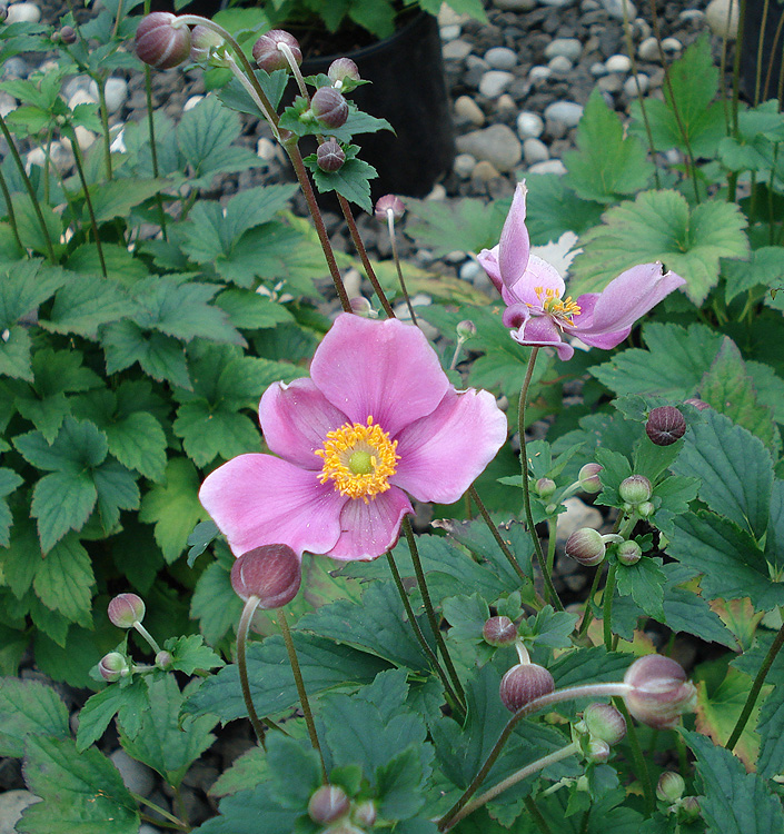 Anemone (giapponese) hupehensis SEPTEMBER CHARM