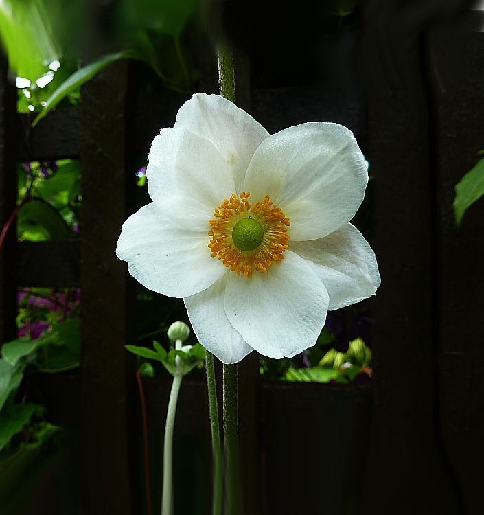Anemone (giapponese) tomenotosa HONORINE JOBERT