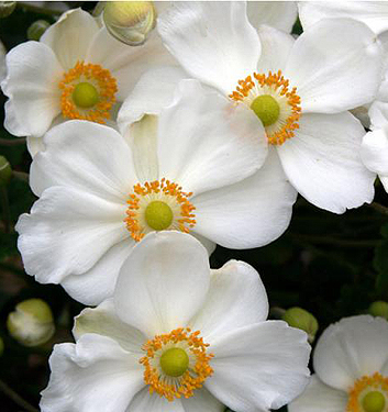 Anemone (giapponese) tomenotosa HONORINE JOBERT