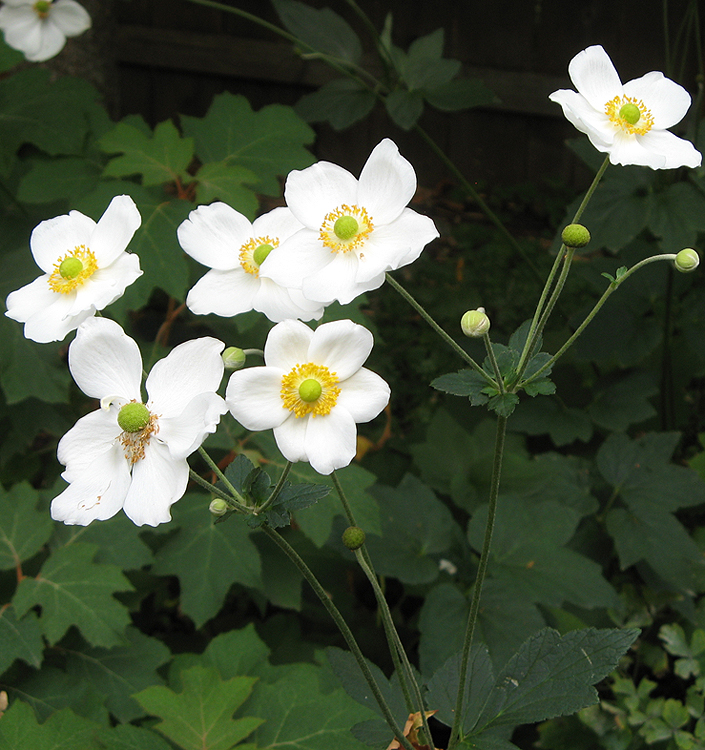 Anemone (giapponese) tomenotosa HONORINE JOBERT