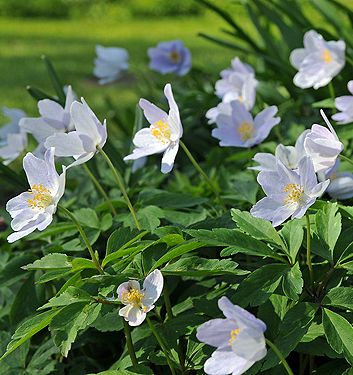 Anemone nemorosa