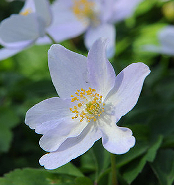 Anemone nemorosa