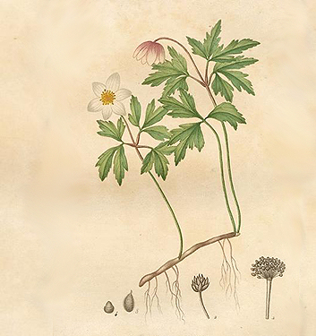Anemone nemorosa