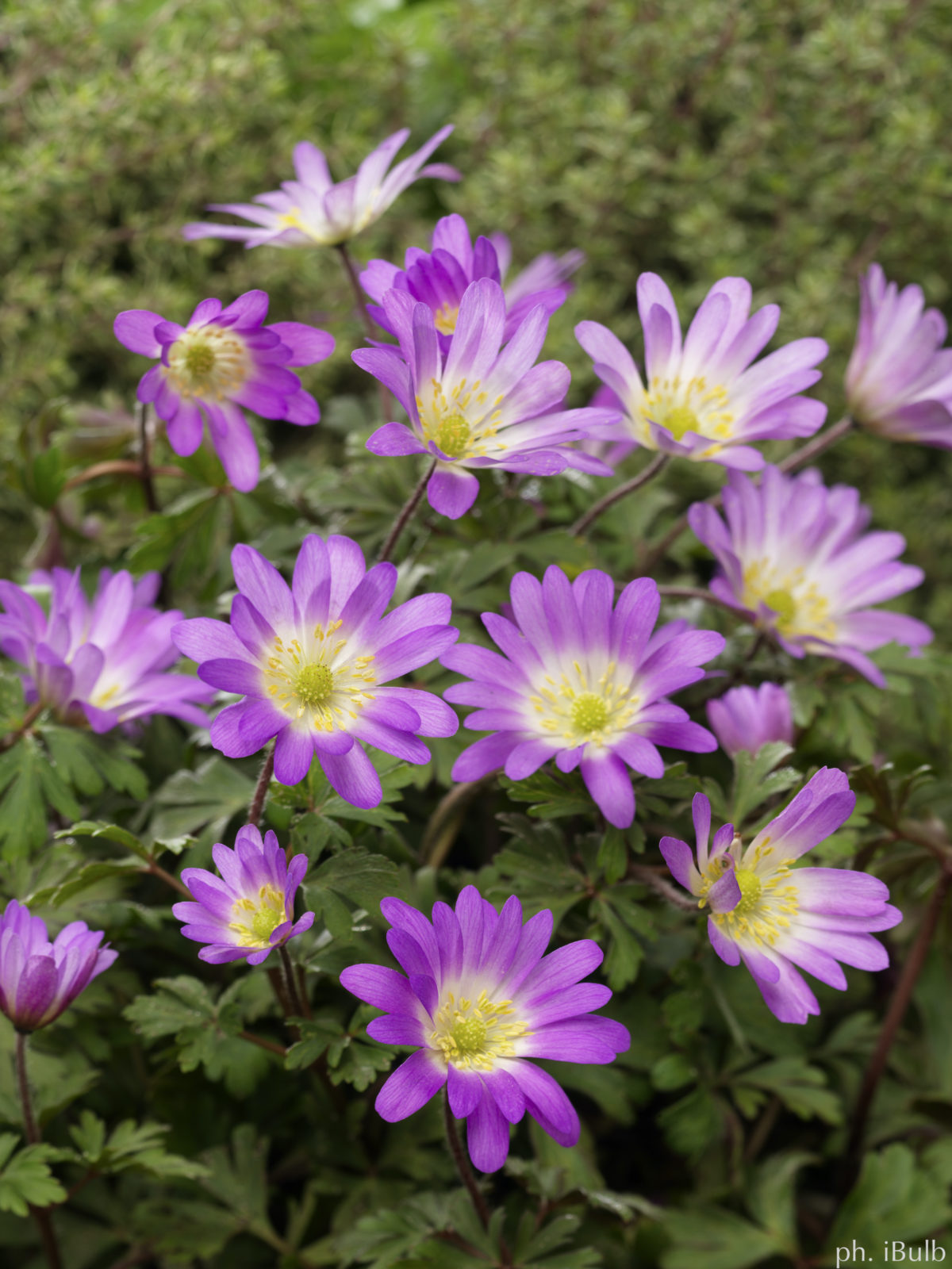 Anemone blanda CHARMER