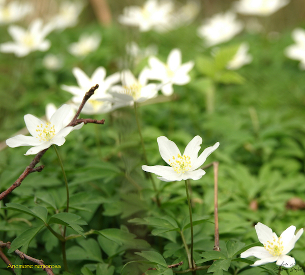 Anemone nemorosa