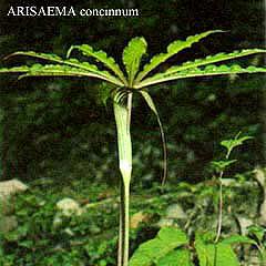 Arisaema concinnum