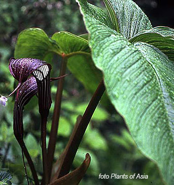 Arisaema costatum