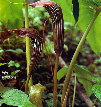 Arisaema costatum