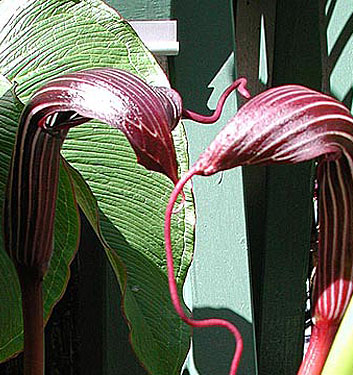 Arisaema costatum