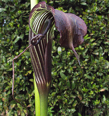 Arisaema griffithii