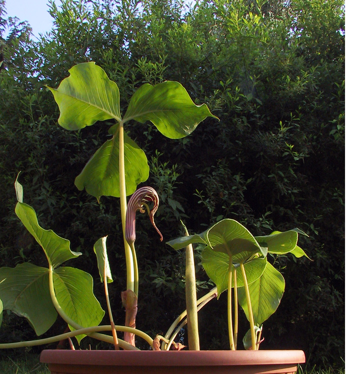 Arisaema griffithii