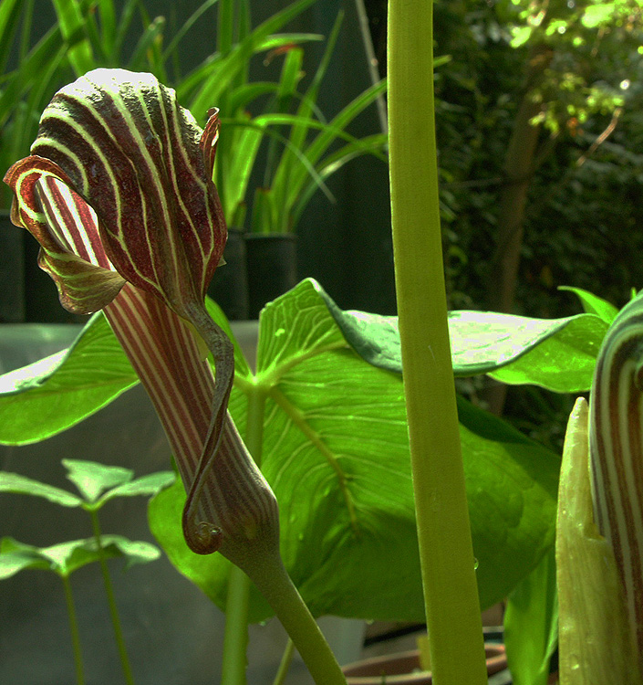 Arisaema griffithii