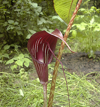 Arisaema speciosum