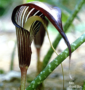 Arisaema speciosum