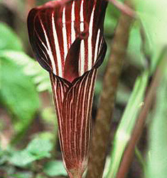 Arisaema speciosum