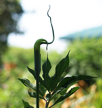 Arisaema tortuosum