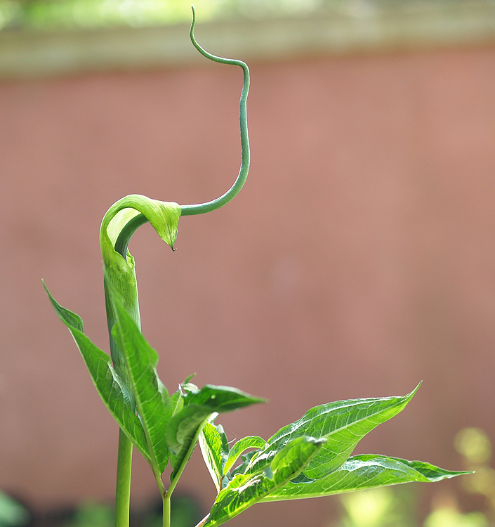 Arisaema tortuosum