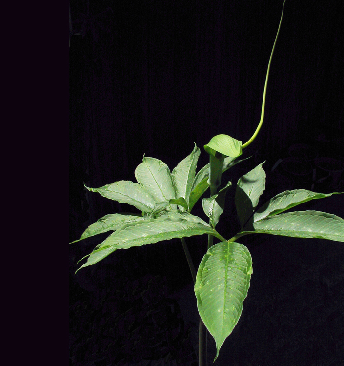 Arisaema tortuosum